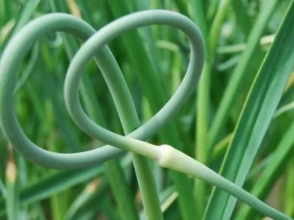 kwitnący czosnek jadalny pęd kwiatostanowy