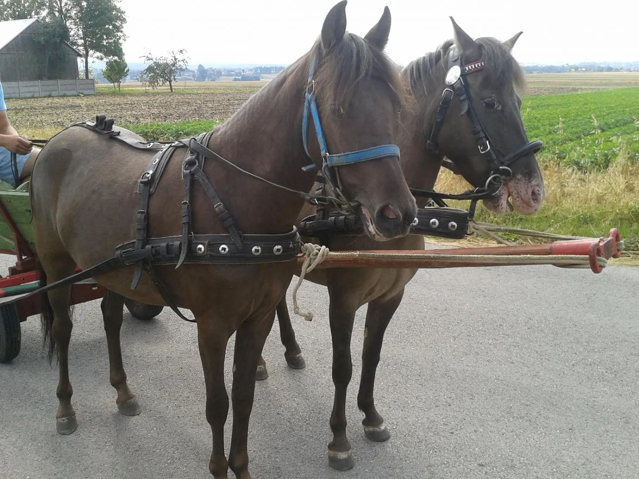 Koń parskający z zadowoleniem