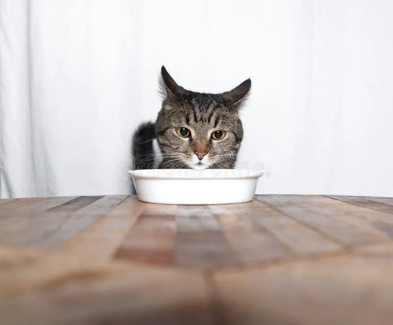 kot patrzący na miskę z jedzeniem