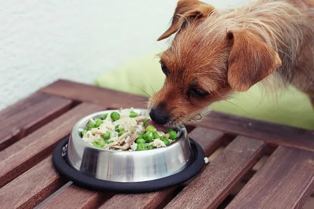 pies jedzący z miski ryż z kurczakiem