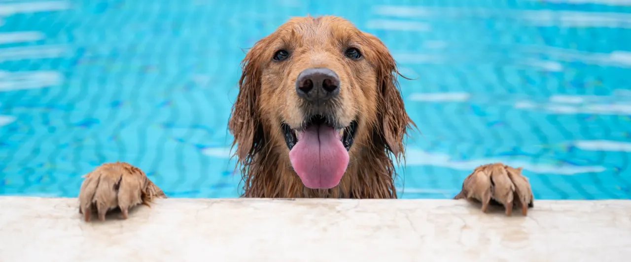 Szczęśliwy pies pływający w wodzie