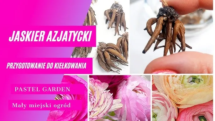 bulwy jaskr&oacute;w przed i po moczeniu