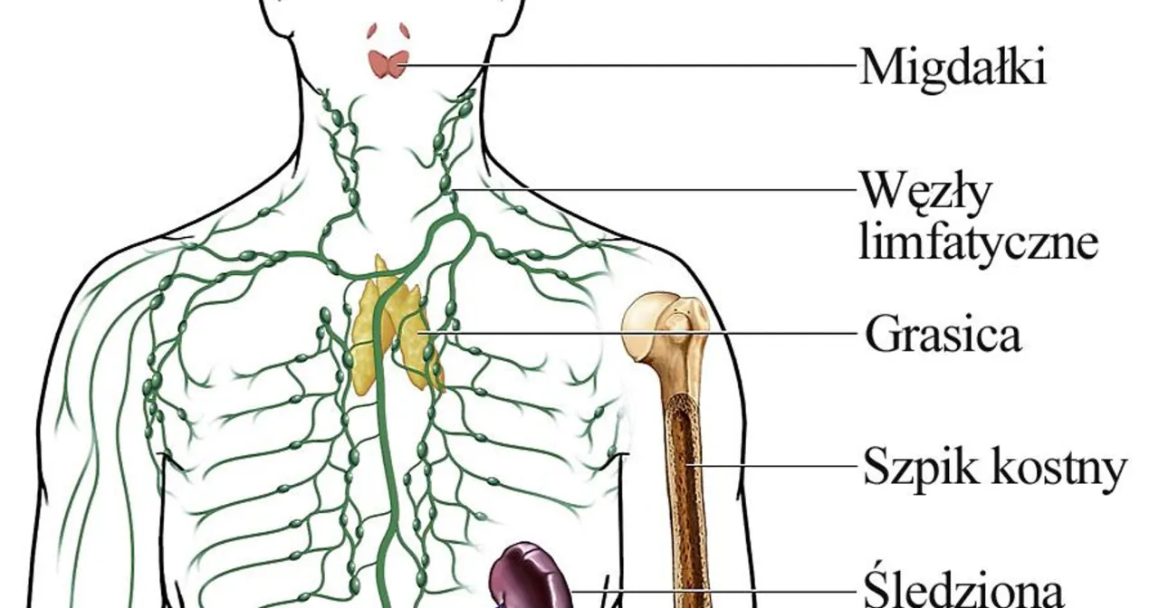 Układ odpornościowy i śledziona