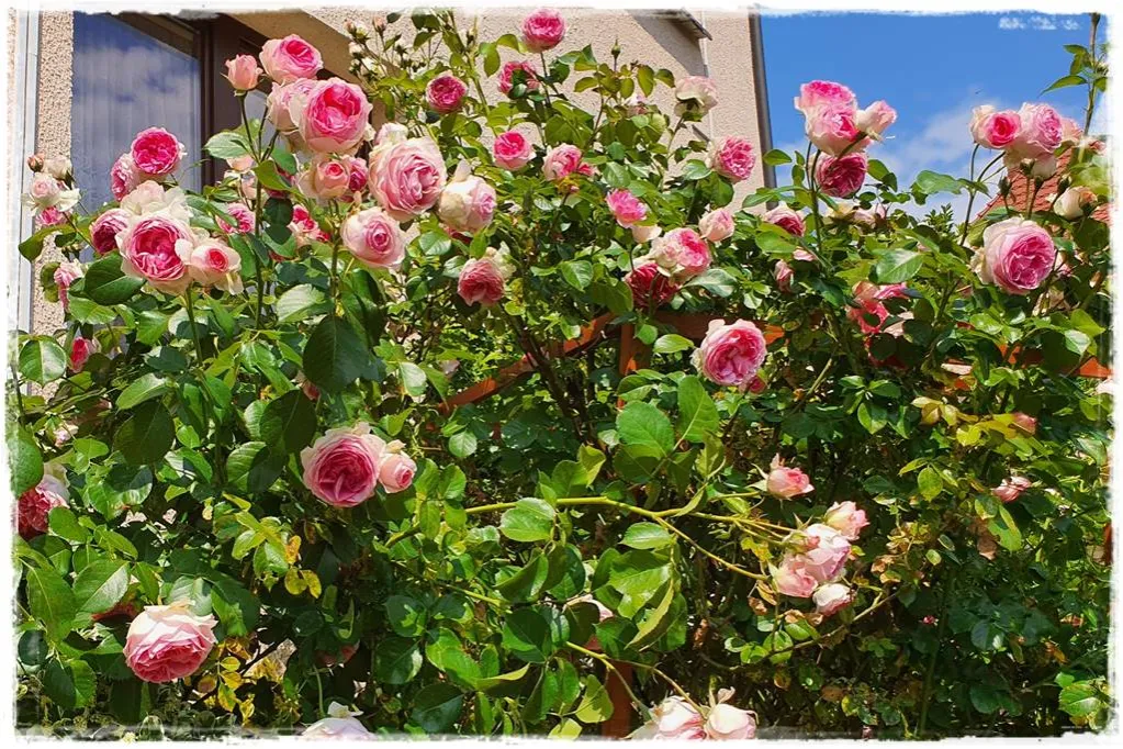 róże parkowe w ogrodzie kwitnące