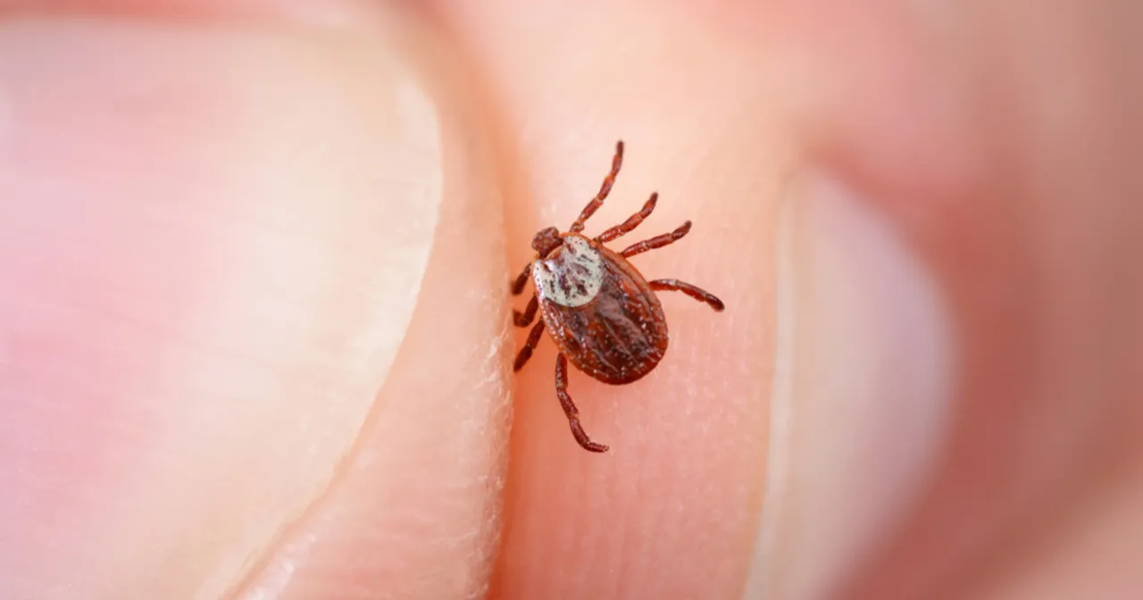 usuwanie kleszcza błędy