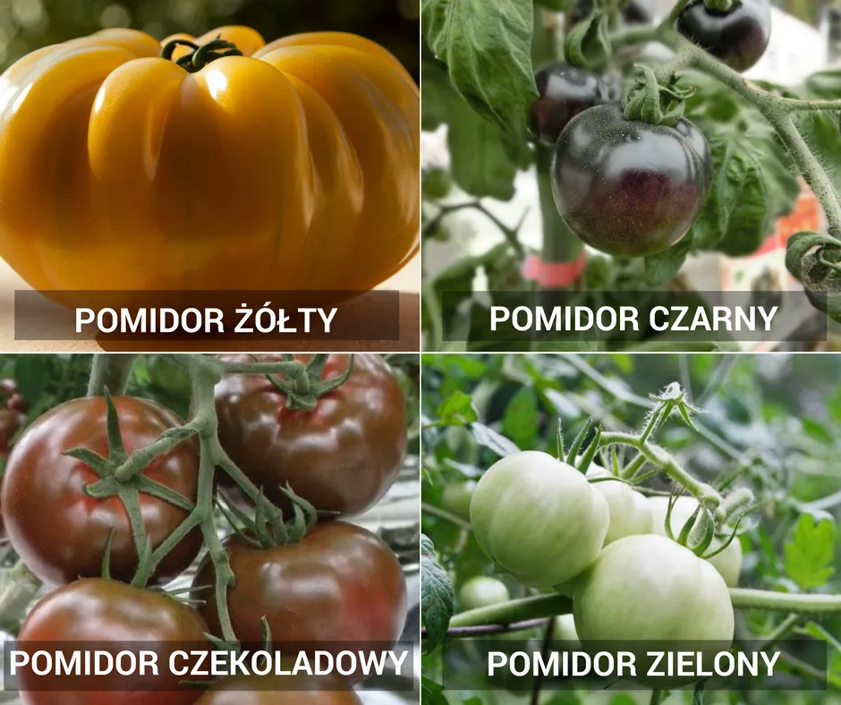 r&oacute;żne odmiany pomidor&oacute;w do sosu