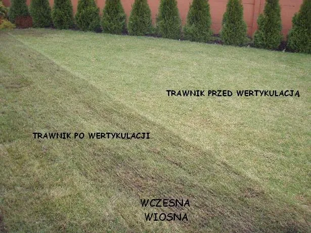 regeneracja trawnika wertykulacja aeracja