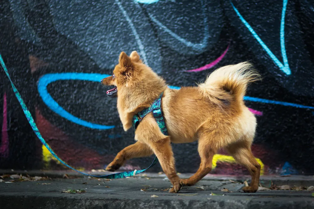 Pies w szelkach norweskich