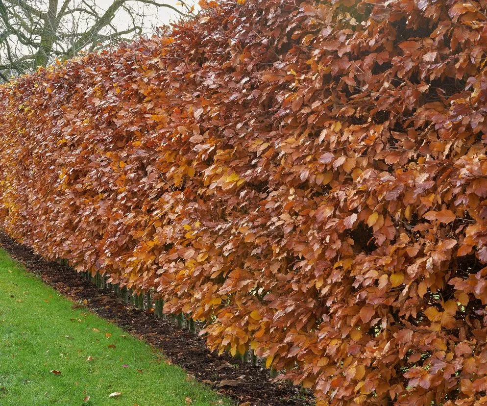 żywopłot grabowy zimą z liśćmi