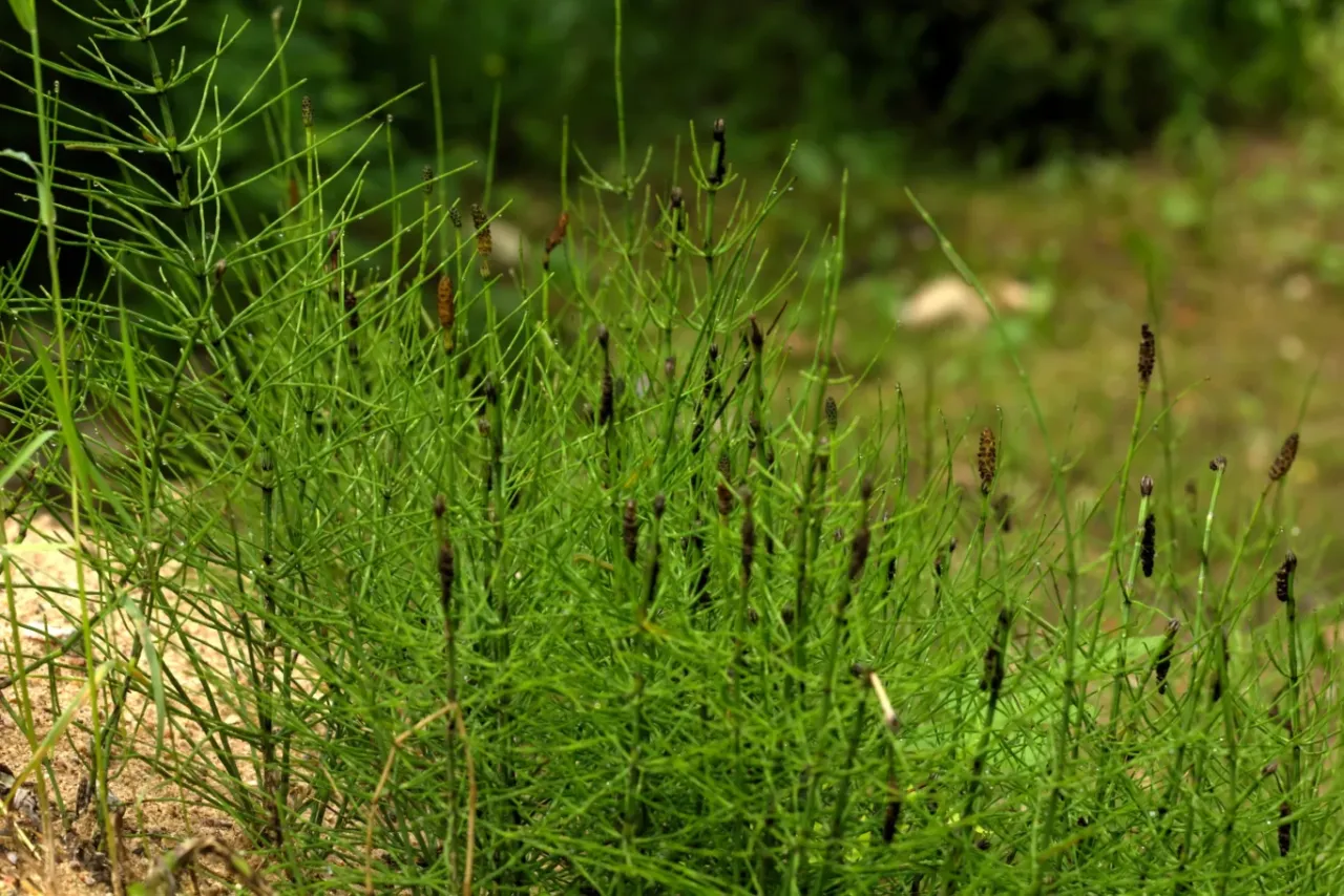 Skrzyp polny rośnie na piaszczystej glebie, tworząc gęste, zielone kępy z charakterystycznymi zarodniami.