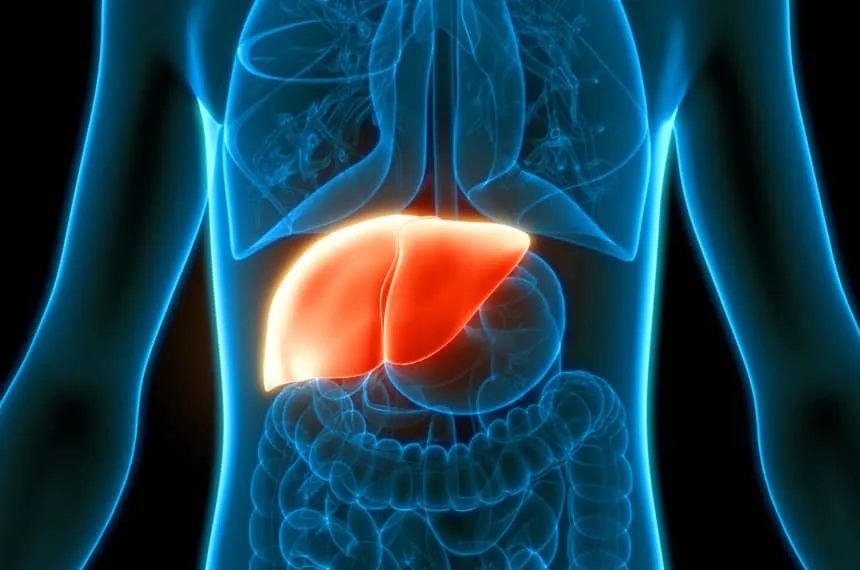 Wpływ piwa na serce i wątrobę