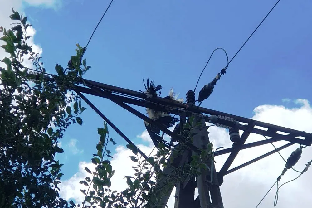 Zagrożenia dla bocian&oacute;w linie energetyczne