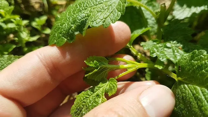 Przycinanie melisy po kwitnieniu