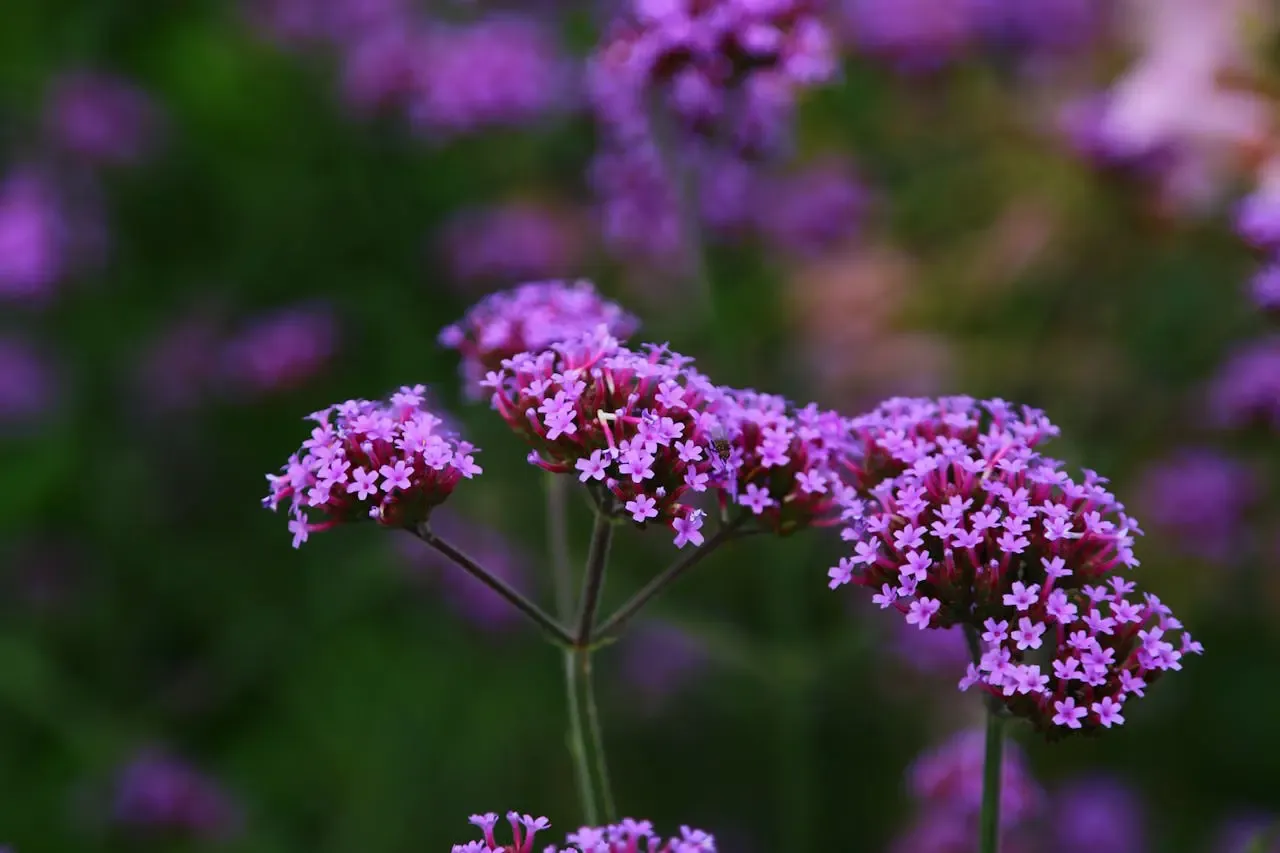 Werbena przed i po sezonie