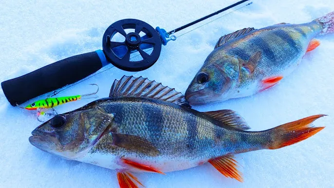 wędkarstwo podlodowe