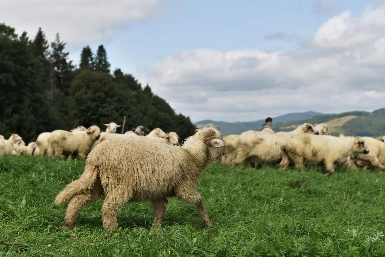 Zdjęcie Bacowanie: fascynująca tradycja wypasu owiec w Karpatach