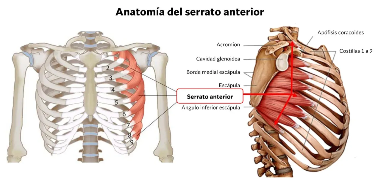 Zdjęcie Todo sobre los músculos serratos anteriores: anatomía y funciones esenciales