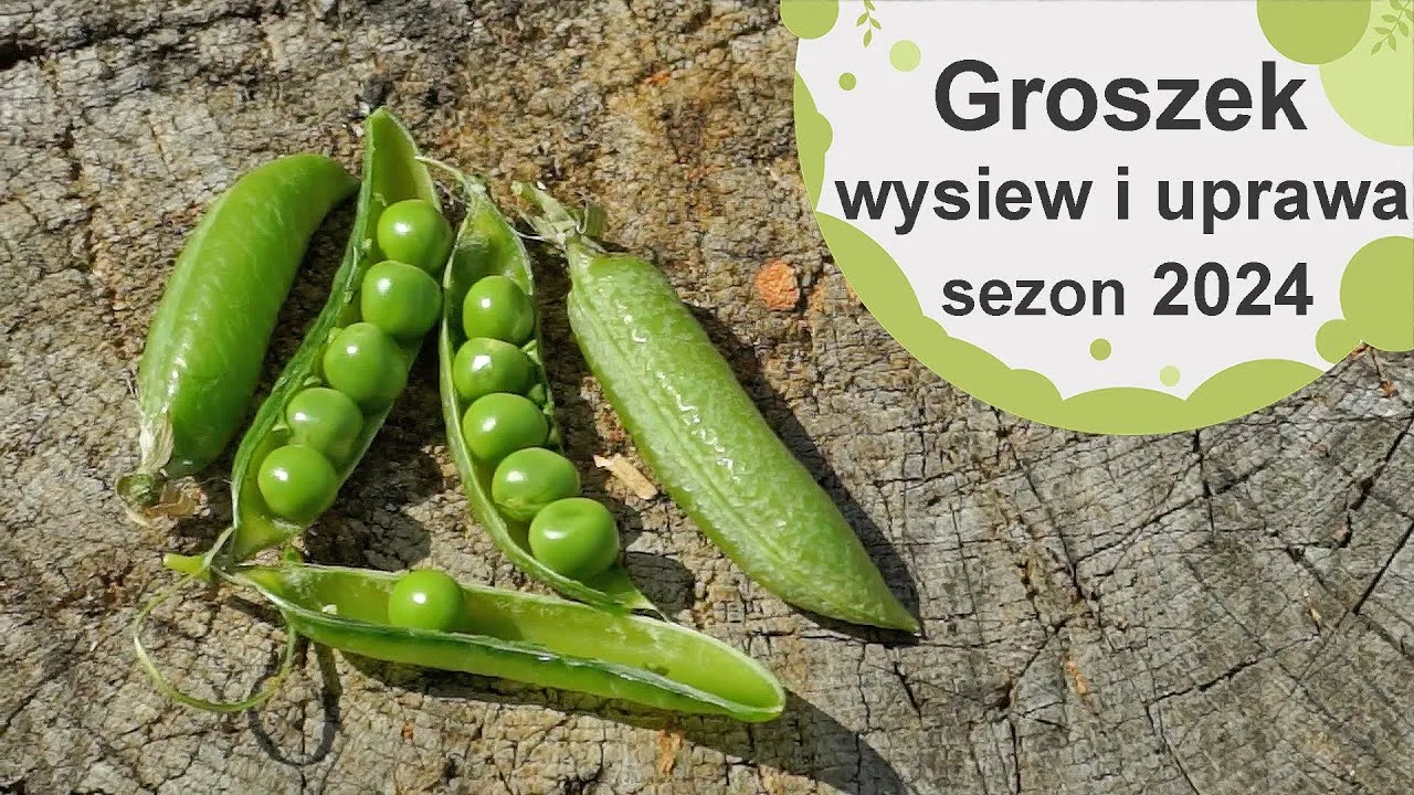 Zdjęcie Kiedy sadzić groszek cukrowy, aby uniknąć błędów w uprawie?