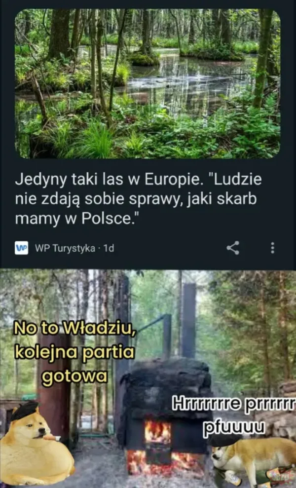Zdjęcie Magia lasu wiersz - analiza, która odsłania ukryte piękno natury