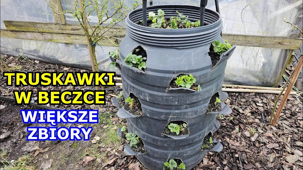 Zdjęcie Jak sadzić truskawki w beczce, aby uniknąć najczęstszych błędów