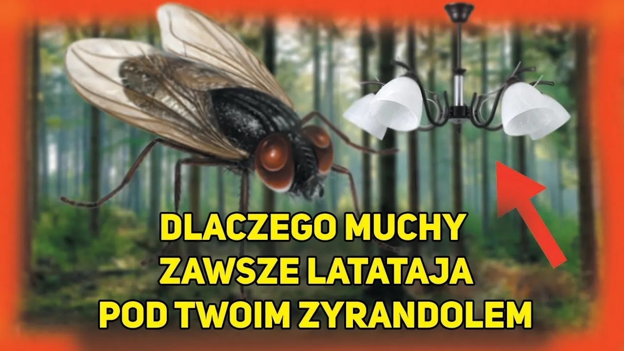 Zdjęcie Dlaczego muchy latają pod żyrandolem? Odkryj zaskakujące przyczyny