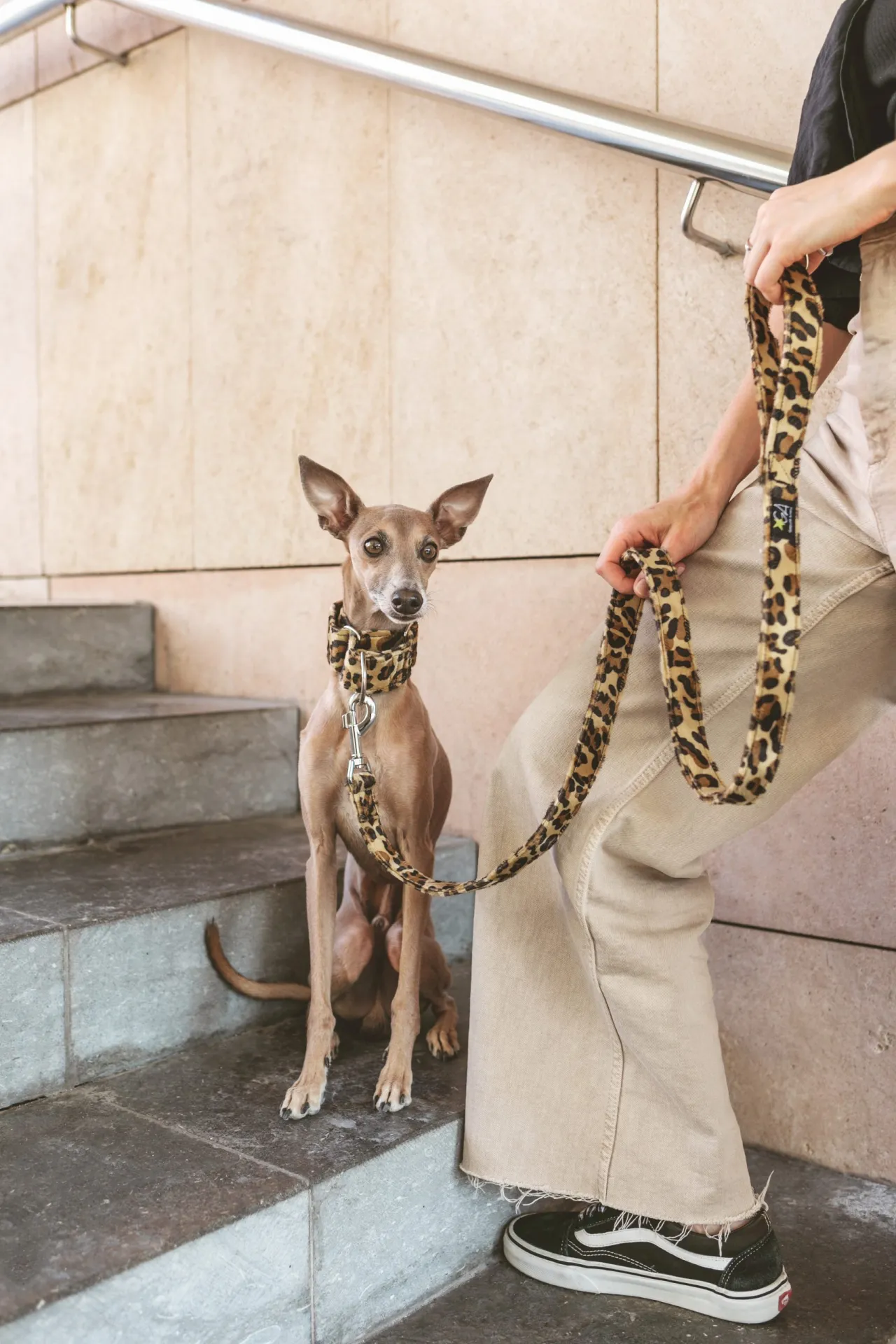Zdjęcie La mejor correa para correr con perro: comodidad y seguridad en tus carreras