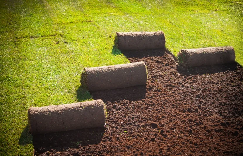 Zdjęcie Trawa z folii czy z gruntu: która metoda jest lepsza i dlaczego?