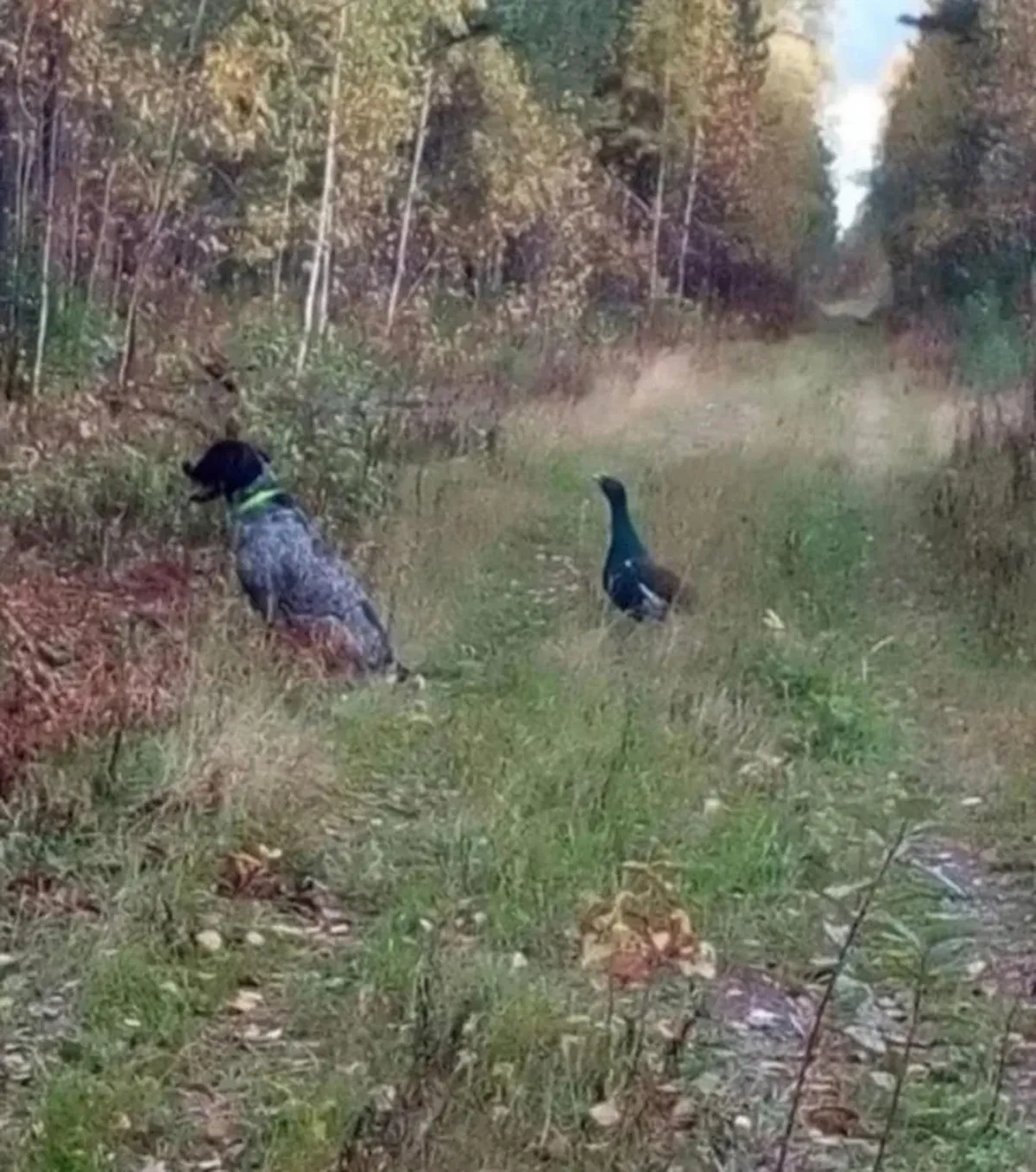 Zdjęcie Sprzedam psa myśliwskiego mem – jak skutecznie sprzedać i bawić się