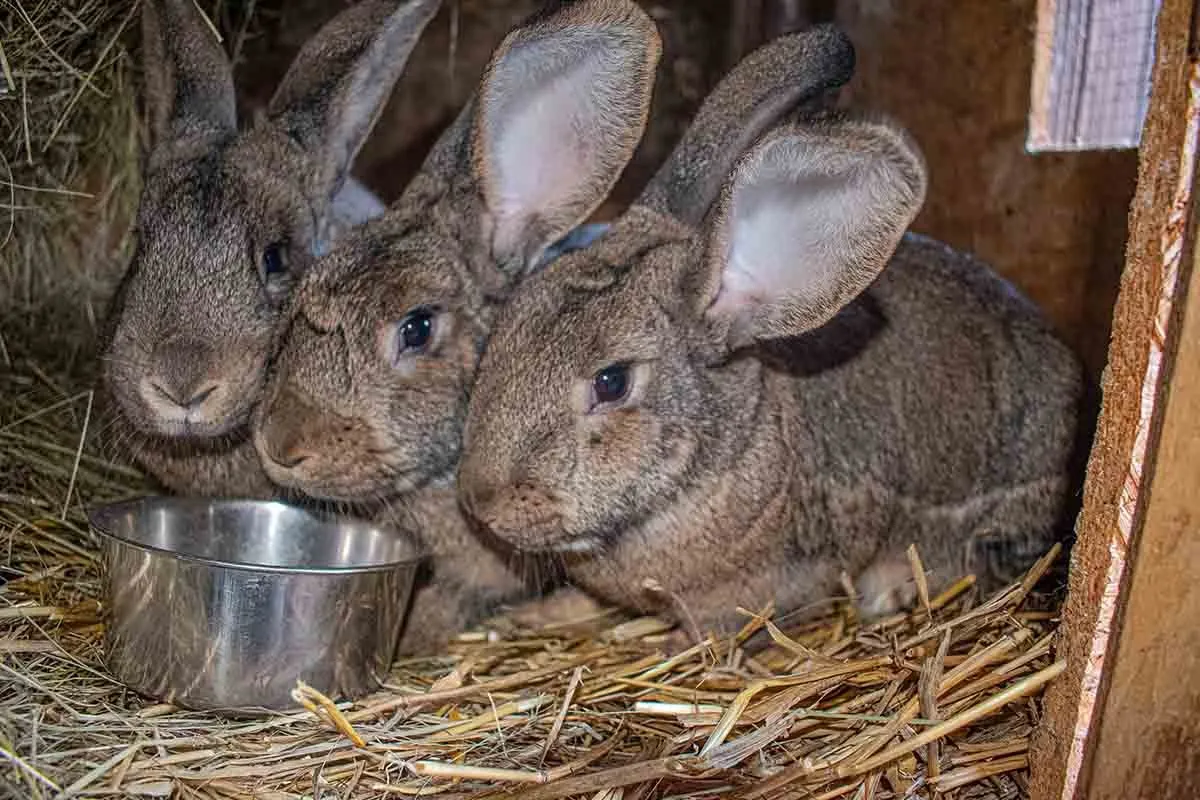 Zdjęcie Kiedy samiec królika jest gotowy do rozpłodu? Sprawdź, co musisz wiedzieć