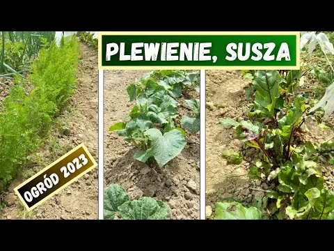 Zdjęcie Jak kwitną ziemniaki i co wpływa na ich plony w uprawie?