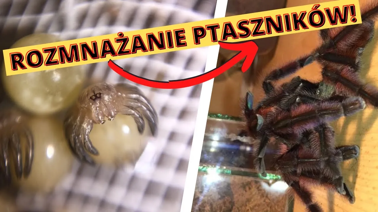 Zdjęcie Jak rozmnażają się pająki domowe? Odkryj zaskakujące etapy i zachowania