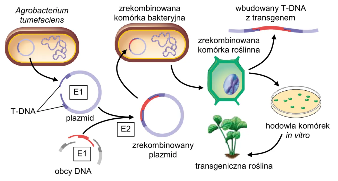 Zdjęcie Co to jest wektor w biologii i jak wpływa na inżynierię genetyczną?