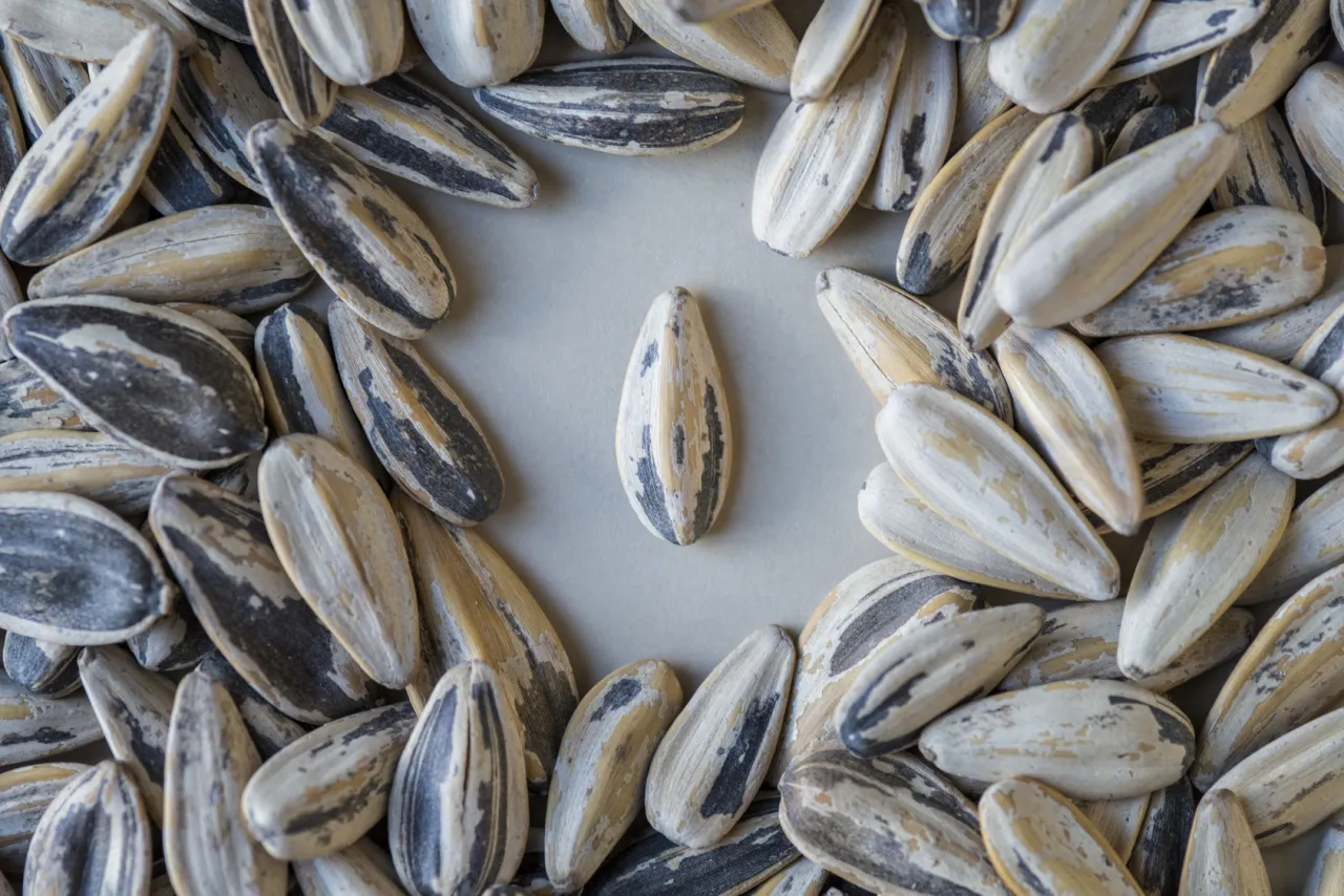Zdjęcie Czy słonecznik ma gluten? Sprawdź, co musisz wiedzieć o bezpieczeństwie