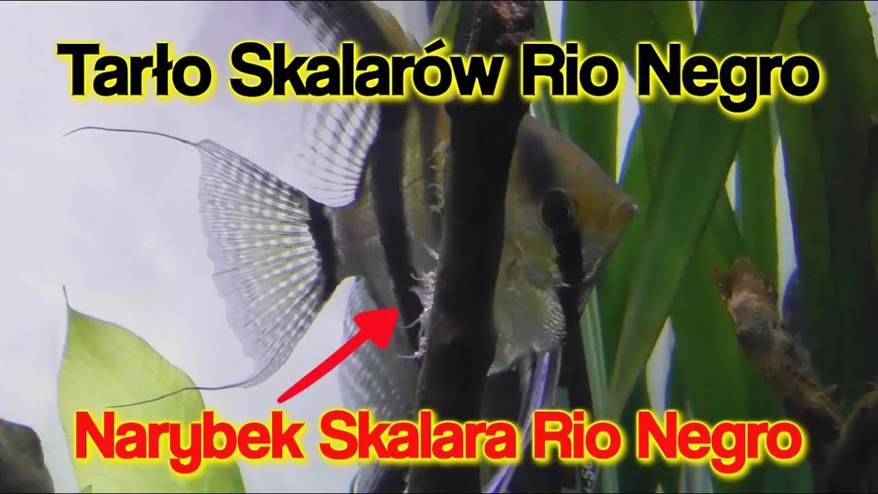 Zdjęcie Jak rozmnażają się skalary? Odkryj tajniki ich tarła i opieki