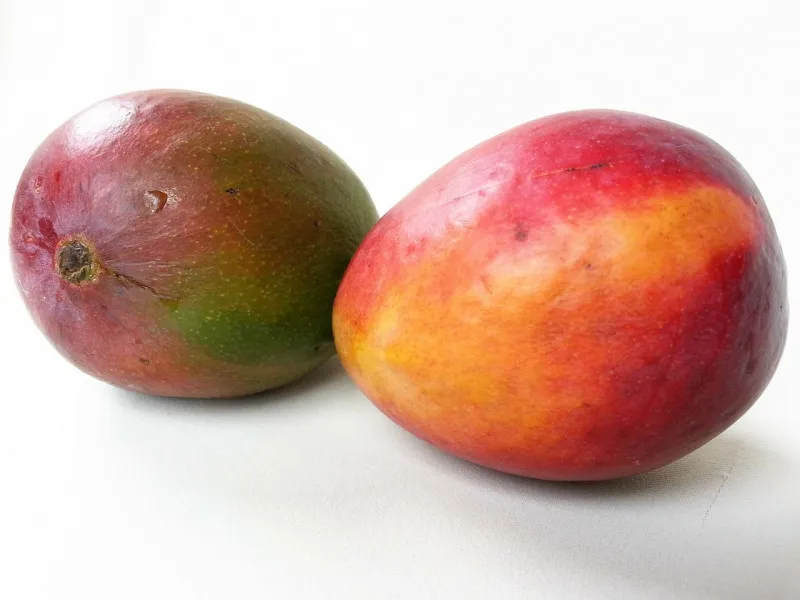 Zdjęcie Czy pies może jeść mango? Bezpieczne przygotowanie i ryzyka