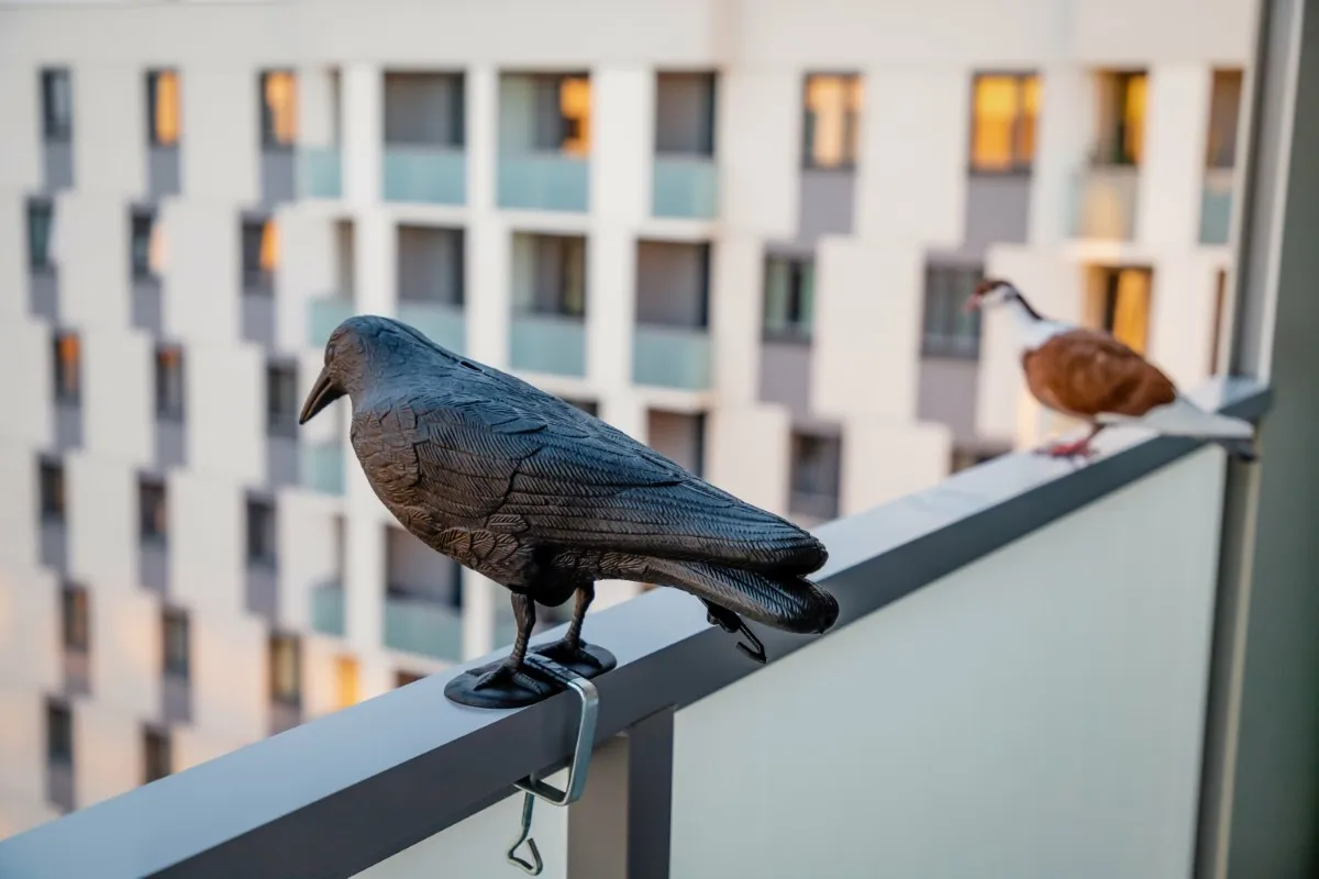 Zdjęcie Skuteczne sposoby na odstraszenie gołębi z parapetu bez wysiłku