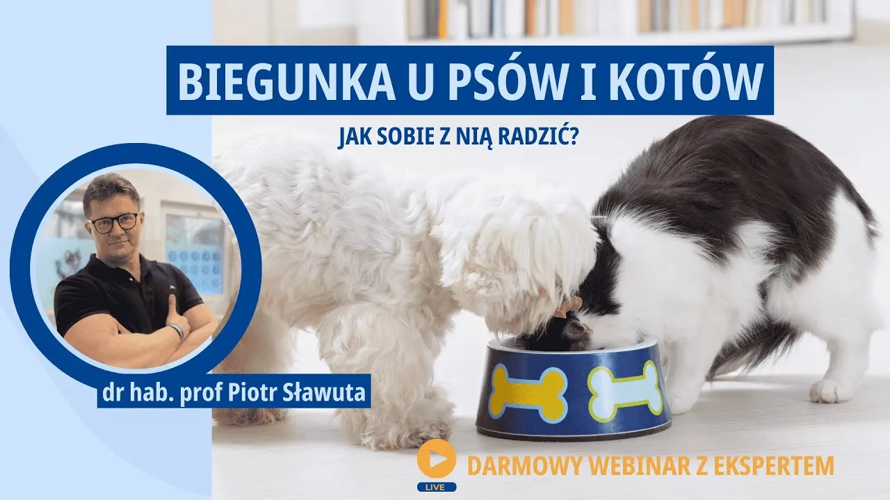 Zdjęcie Co na biegunkę dla psa - skuteczne metody i kiedy do weterynarza