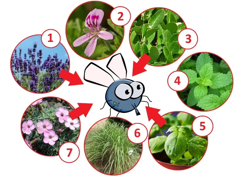 Rośliny odstraszające muchy na parapecie