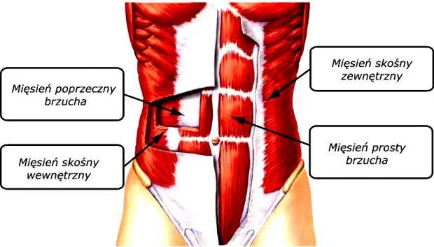 Anatomia mięśni core schemat