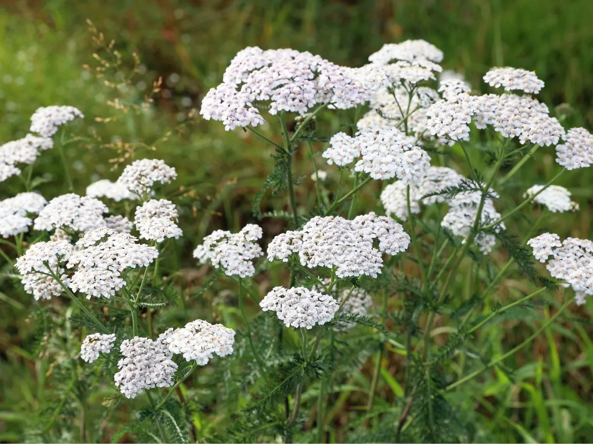 skuteczne metody zwalczania chwast&oacute;w