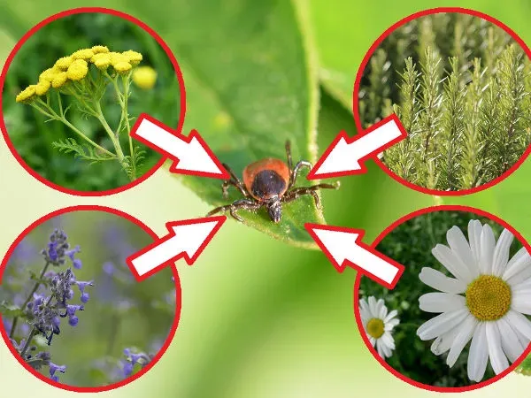 rośliny odstraszające kleszcze w ogrodzie lista