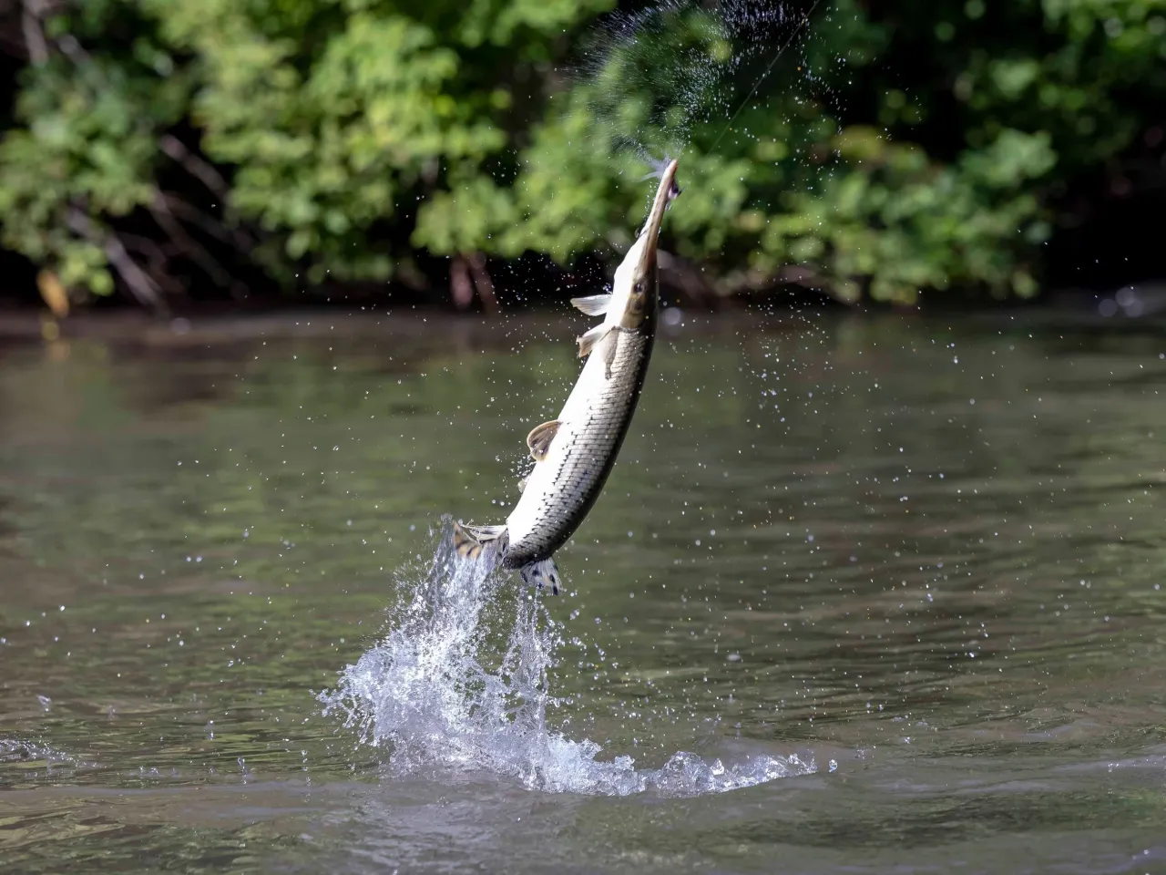 Ryba wyskakuje z wody, tworząc fontannę rozprysków. Pan Ryba, łowiąc ją, cieszy się z udanego połowu.