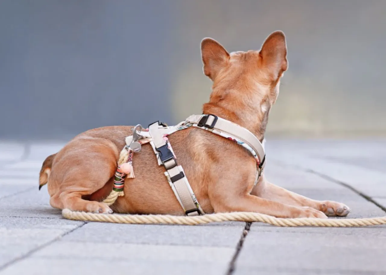 Właściciel psa wybierający szelki dla psa