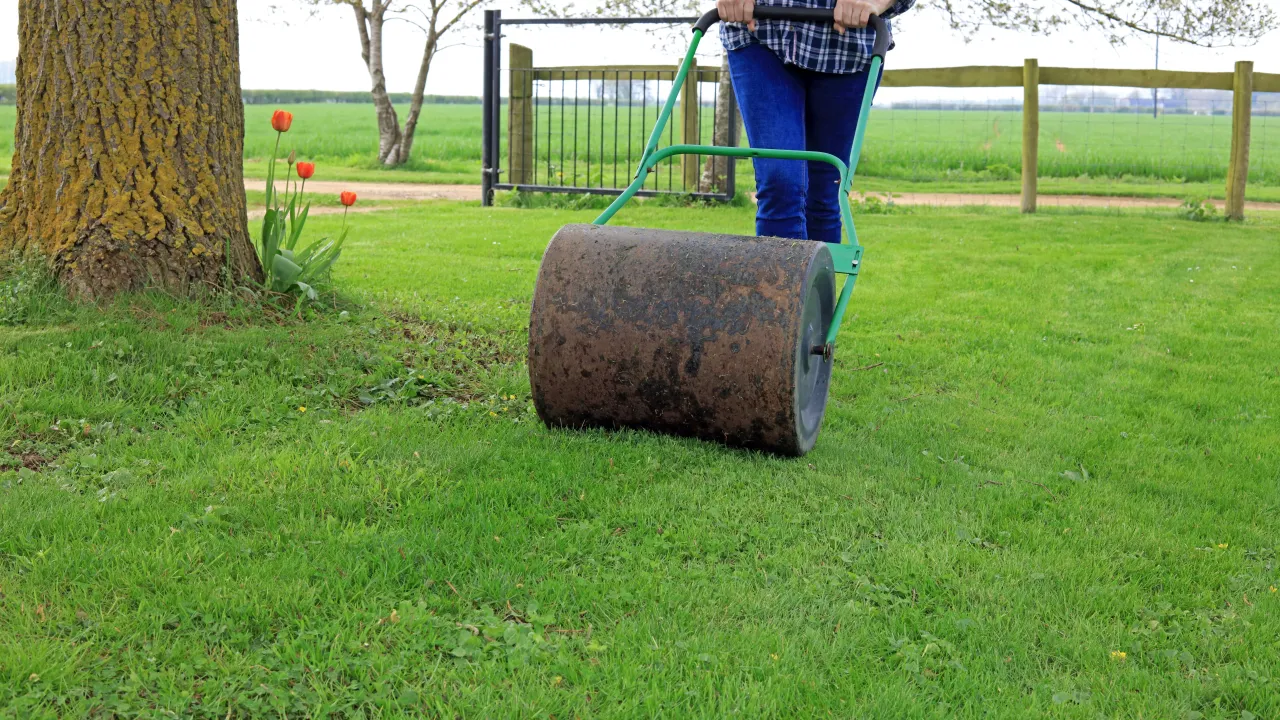 Osoba pcha walec ogrodowy, kt&oacute;ry służy do wyr&oacute;wnywania i zagęszczania trawnika. W tle widać drzewo i płot.