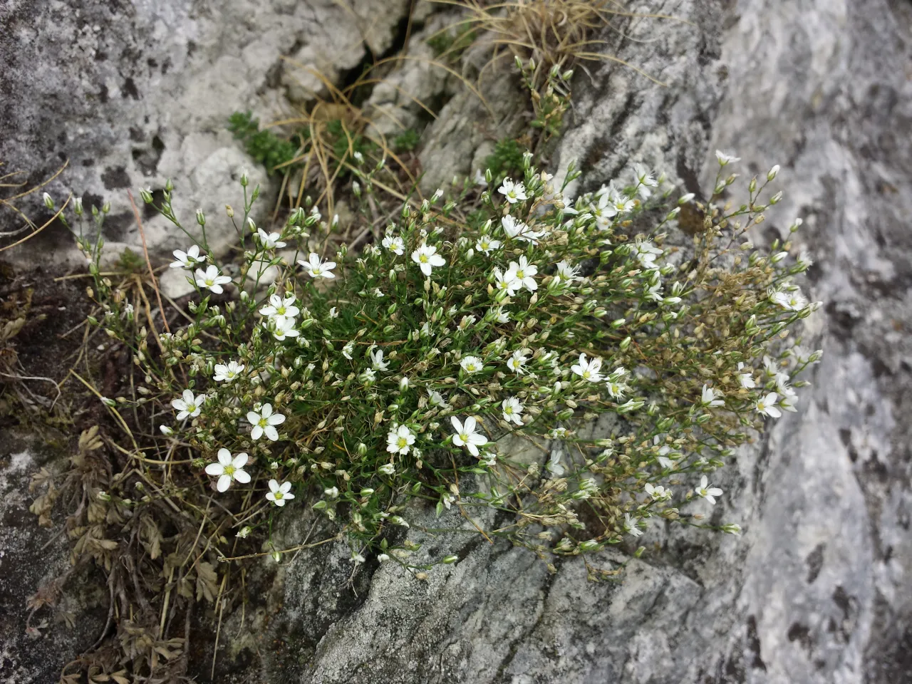 mokrzyca pospolita identyfikacja
