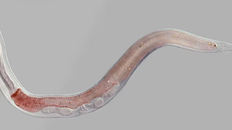 pasożyty kota zagrożenia