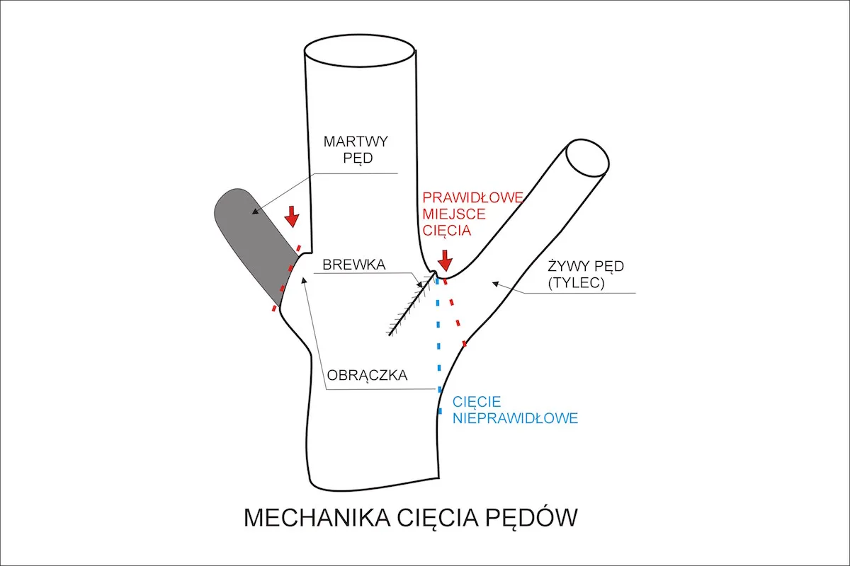 cięcie na obrączkę schemat