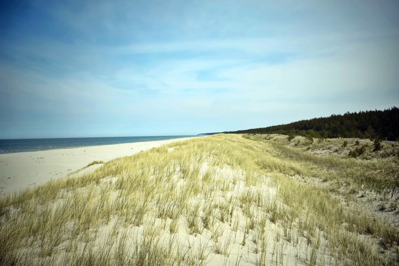 Krajobraz nad morzem: piaszczysta, bezleśna wydma szara porośnięta trawami, w oddali las sosnowy i spokojne morze pod błękitnym niebem.