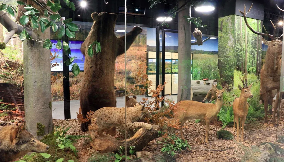 Muzeum Przyrodnicze Bieszczadzkiego Parku Narodowego eksponaty