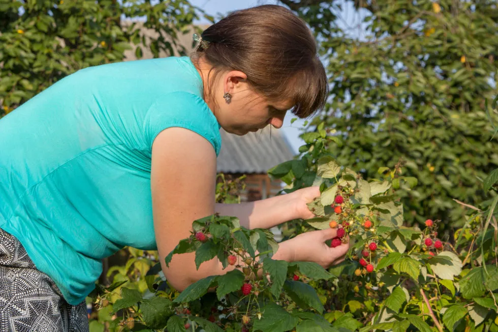 zbieranie malin praca sezonowa